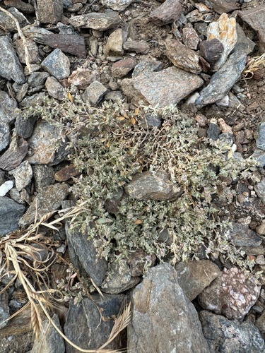 Coulter's saltbush (Atriplex coulteri)