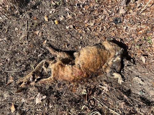 Domestic Dog photographed in North Carolina
