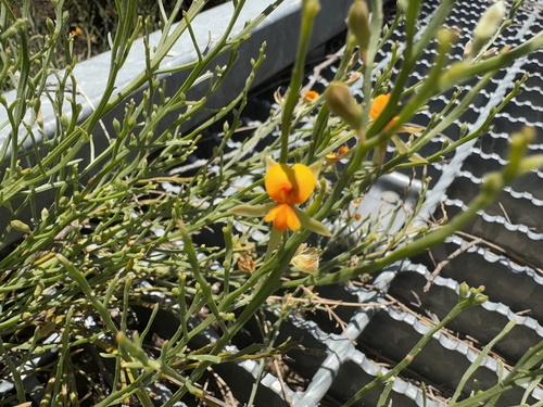 waldjumi (Jacksonia sericea)