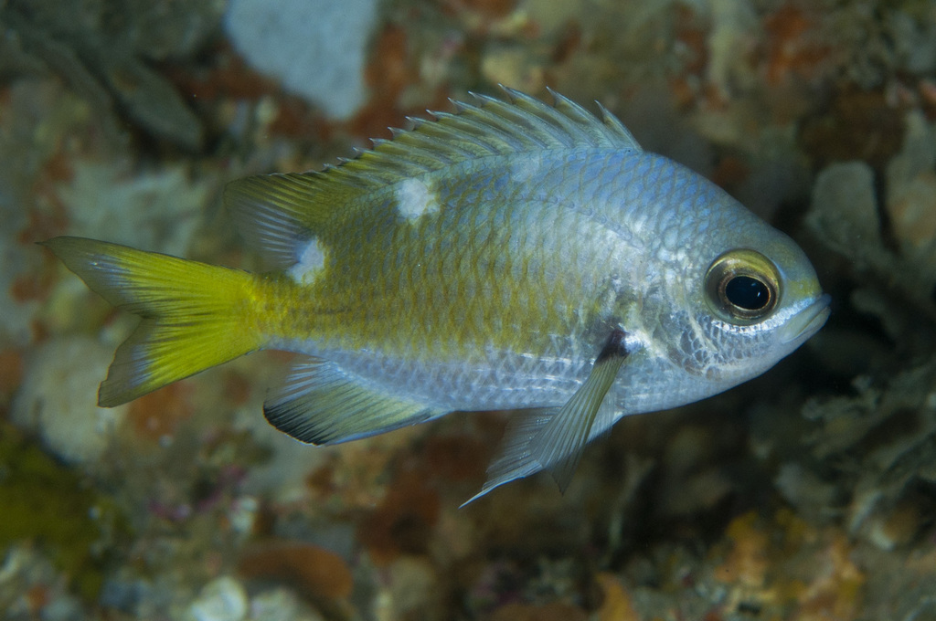 Deepsea Chromis