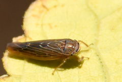 Chlorotettix necopinus