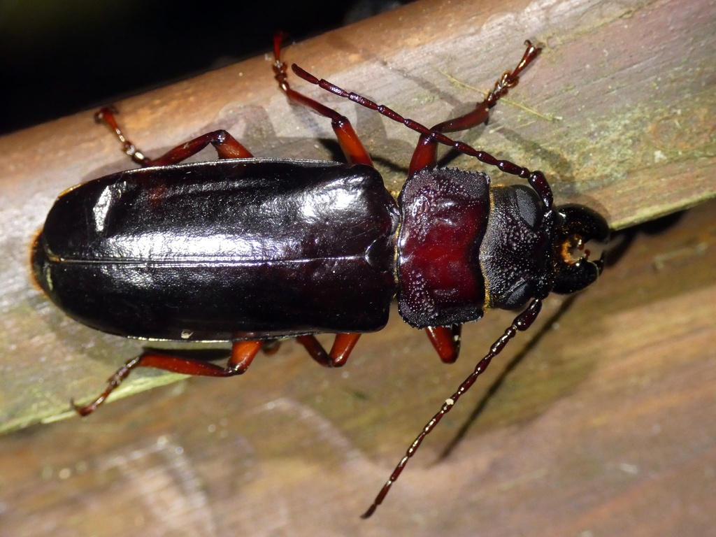 Cryptipus