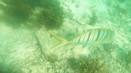 Banded horse mackerel (Gnathanodon speciosus) — Carangidae — 3