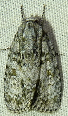 Acronicta retardata