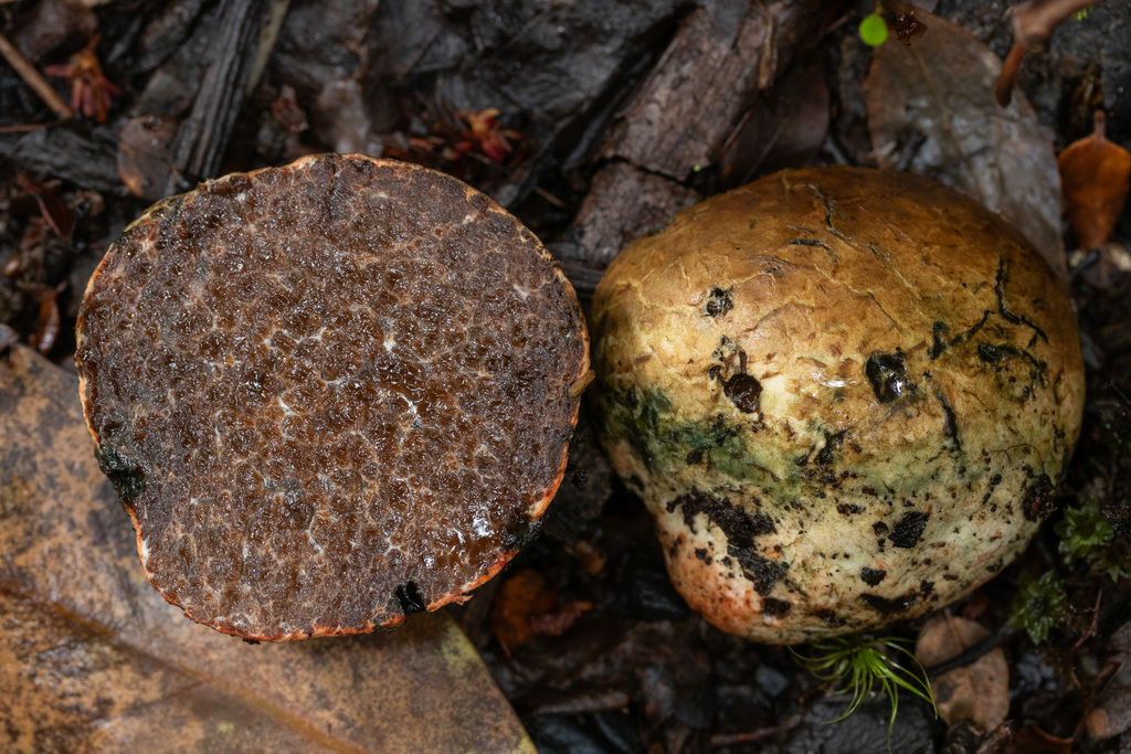Octaviania tasmanica