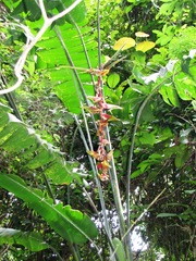 Heliconia platystachys