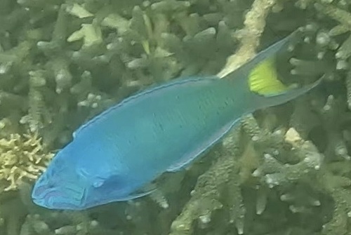 Moon Wrasse — seen at this dive site