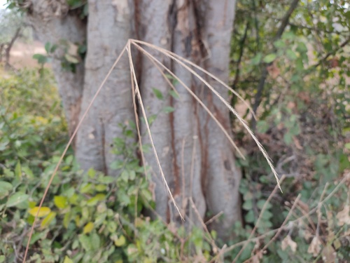 Enteropogon dolichostachyus iNat (2)