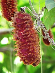Mucuna sloanei