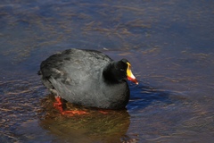 Fulica gigantea