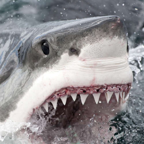 Great white shark (Carcharodon carcharias) — Lamnidae — 3