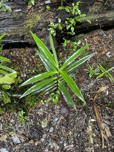 Veronica corriganii, photograph 3