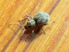 Calomycterus setarius