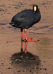 Fulica gigantea