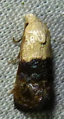 Eugnosta erigeronana