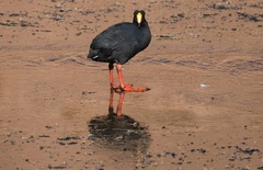 Fulica gigantea