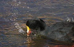 Fulica gigantea