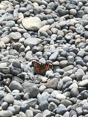 Polygonia satyrus