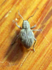 Calomycterus setarius