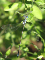 Lestes forficula