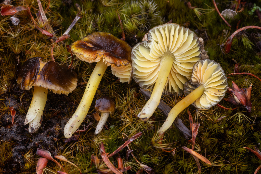 Hygrocybe fuliginata