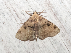 Metalectra quadrisignata