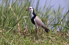 Long-Toed Lapwing photo 1