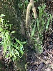 Antrophyum plantagineum