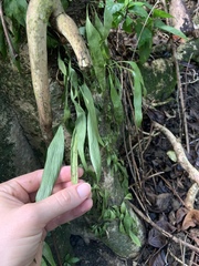 Antrophyum plantagineum