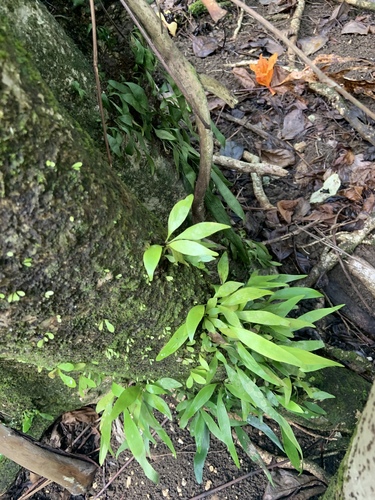 Antrophyum plantagineum observed 2019-05-17