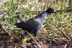Porphyrio alleni