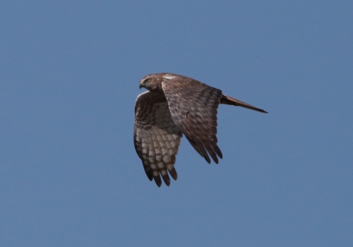 African Marsh Harrier