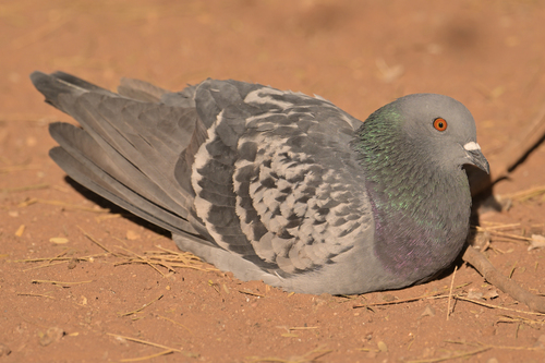 Feral Pigeon photographed in Arizona