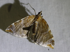 Eulithis molliculata