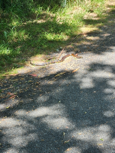 Tiger Snake sighting