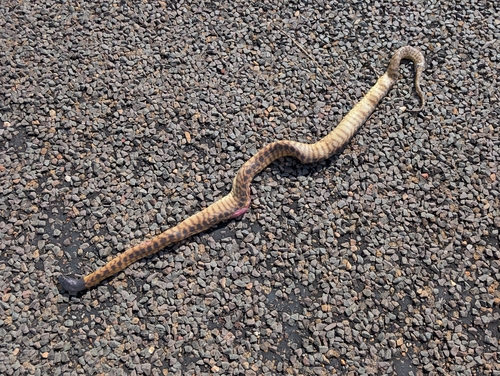 Black-headed Python sighting