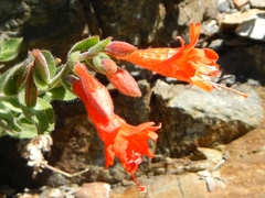 Epilobium canum angustifolium