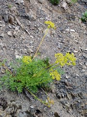 Lomatium brandegeei