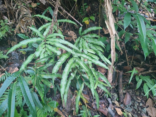 Pteris pellucida observed 2024-12-25