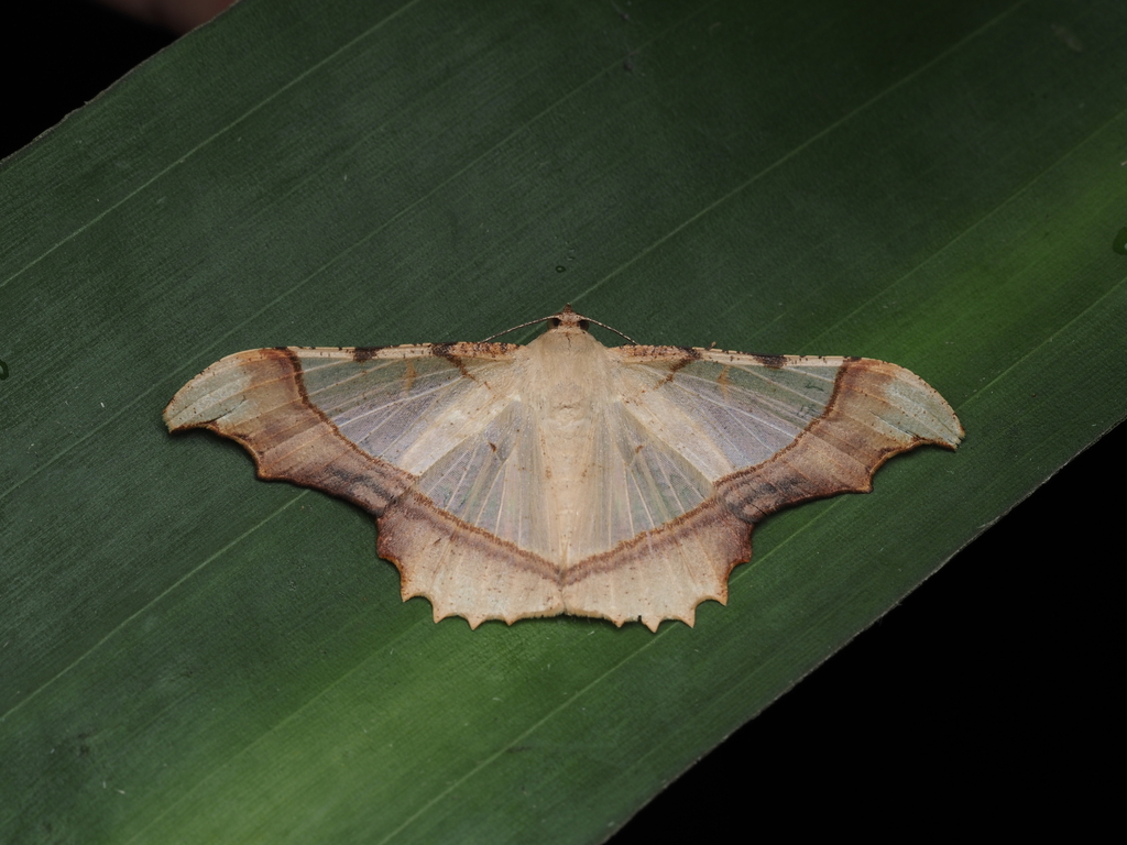 Zeheba lucidata