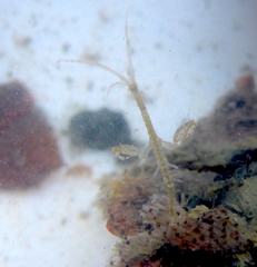 Caprella
