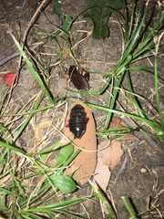 Blatta orientalis
