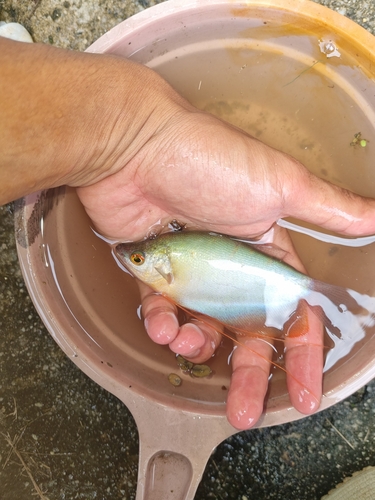 Moonbeam gourami (Trichopodus microlepis) — Osphronemidae — 5