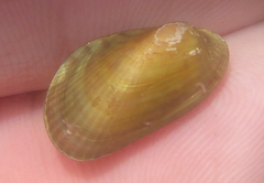 Arcuatula senhousia