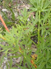 Lomatium brandegeei