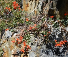 Epilobium canum angustifolium