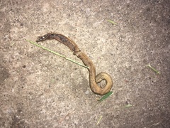 Lumbricus terrestris