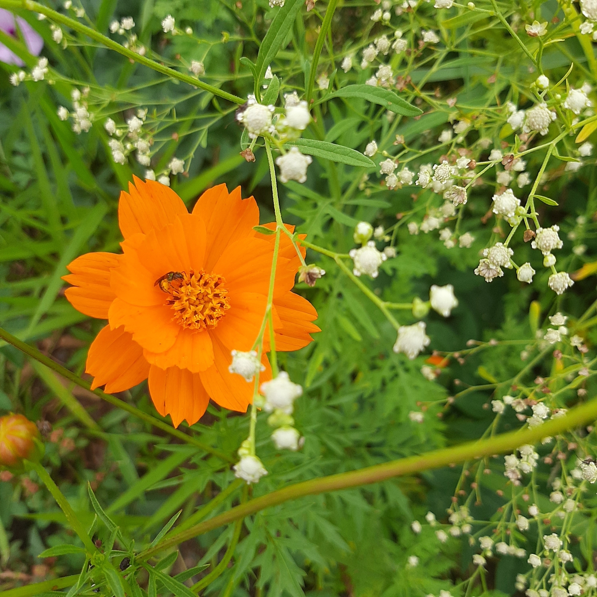 Cosmos sulphureus