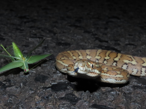 Coastal Carpet Python sighting