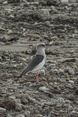 Vanellus resplendens
